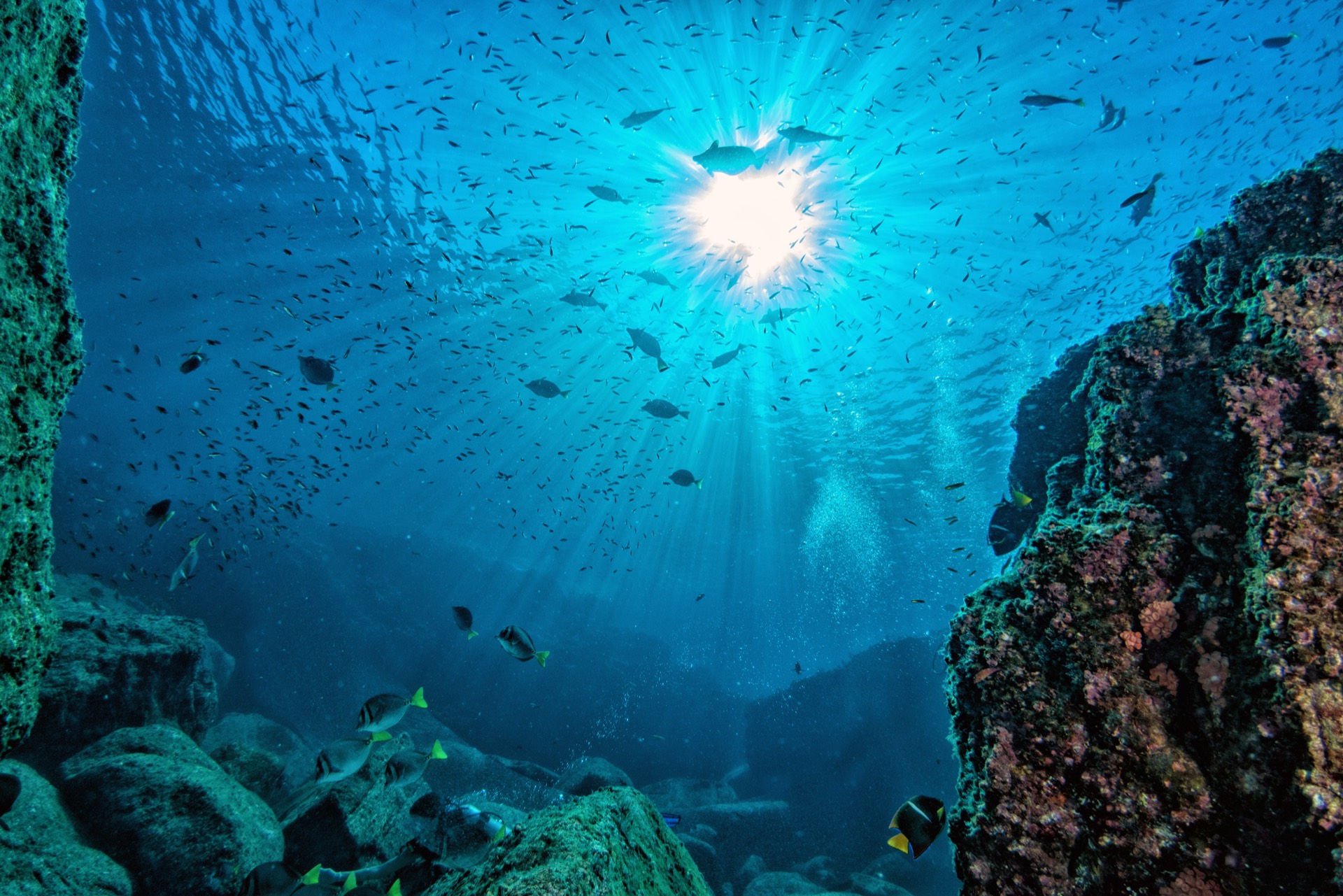 Diver over a colorful reef in clear water
