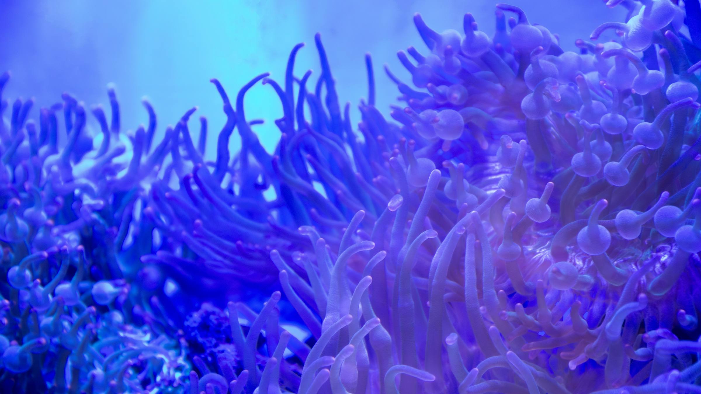 A field of sea anemones in blue water