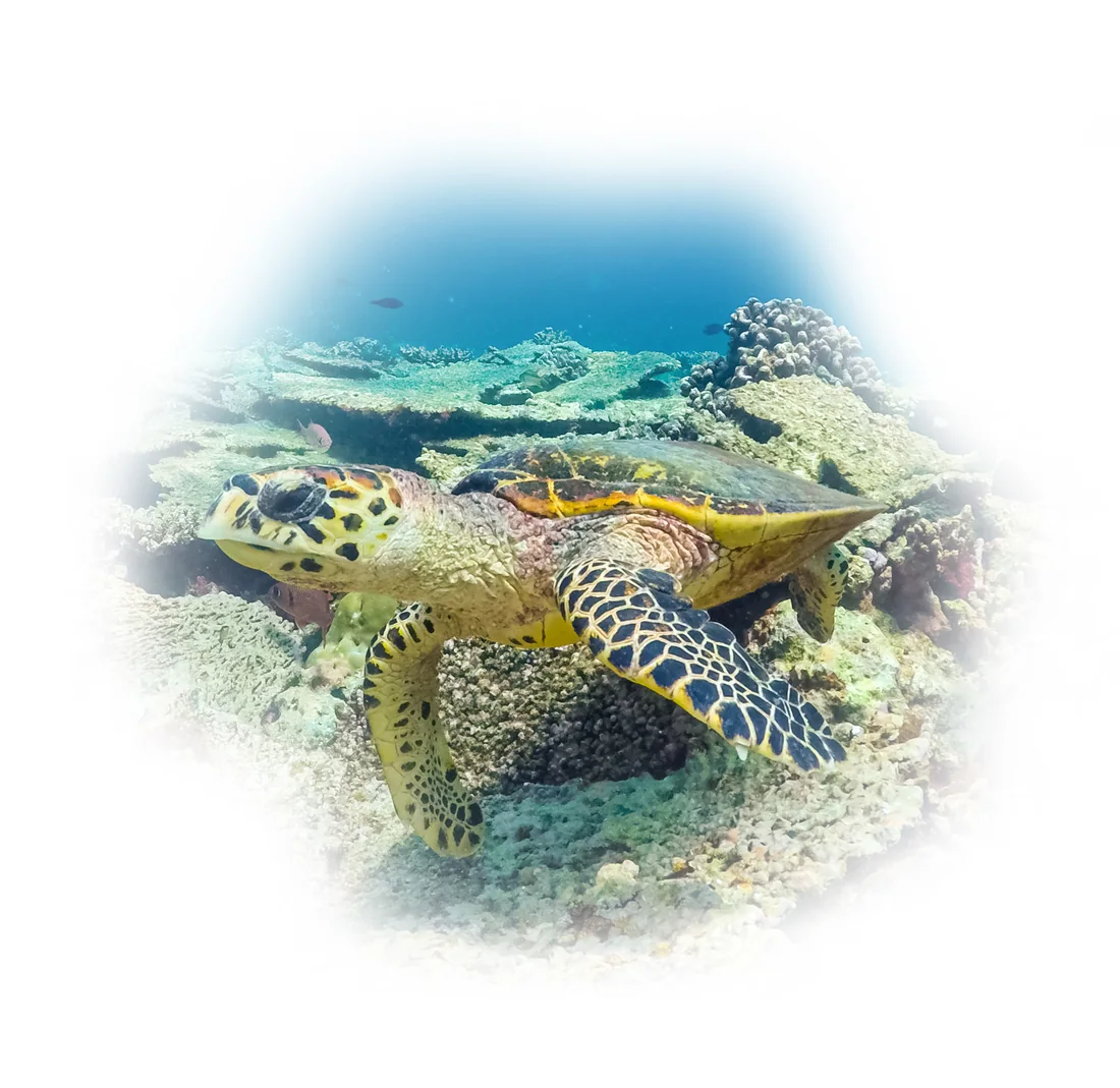 A hawksbill turtle resting on the reef