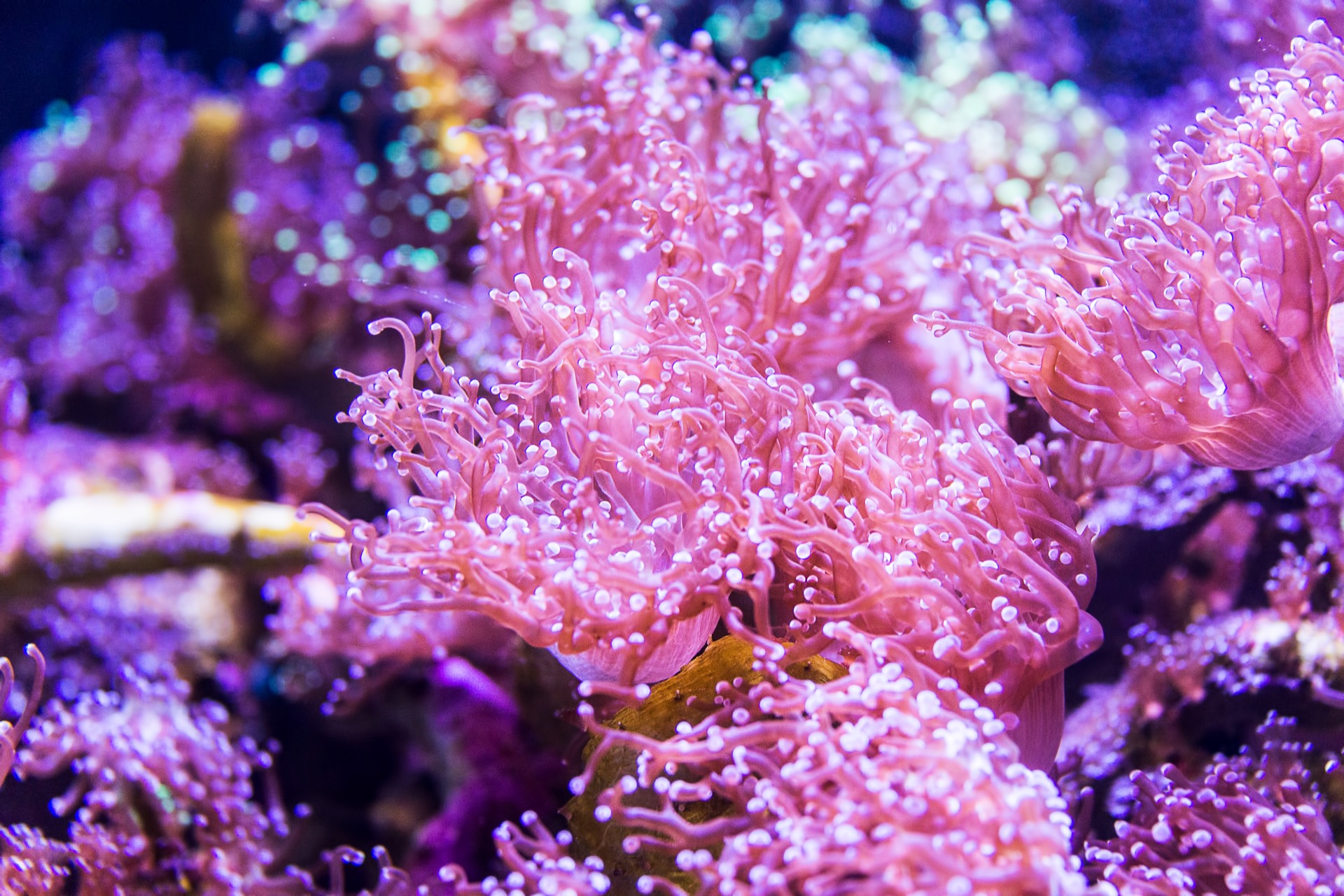 Bleaching Watch Briefing